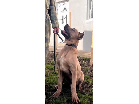 Cane Corso